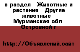  в раздел : Животные и растения » Другие животные . Мурманская обл.,Островной г.